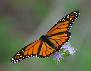 Monarch butterfly