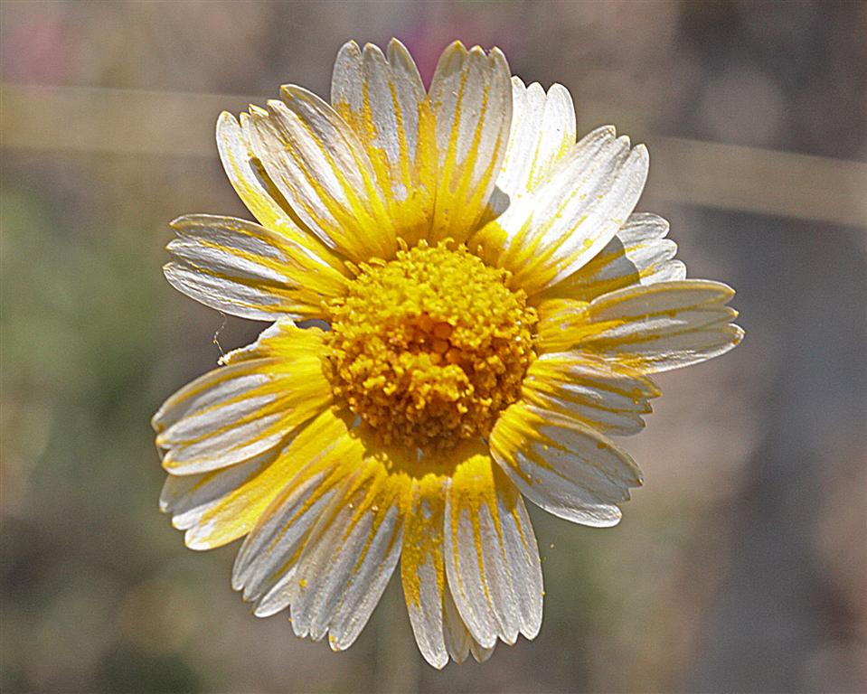 Hymenosa scaposa - Slender Stem Bitterweed