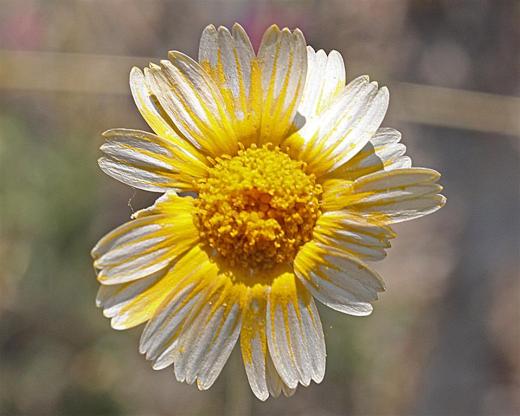 Hymenosa scaposa - Slender Stem Bitterweed