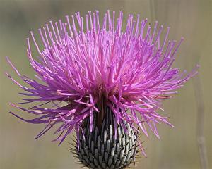 Cirsium undulatum - Plumed Thistle Cirsium undulatum - Plumed Thistle
