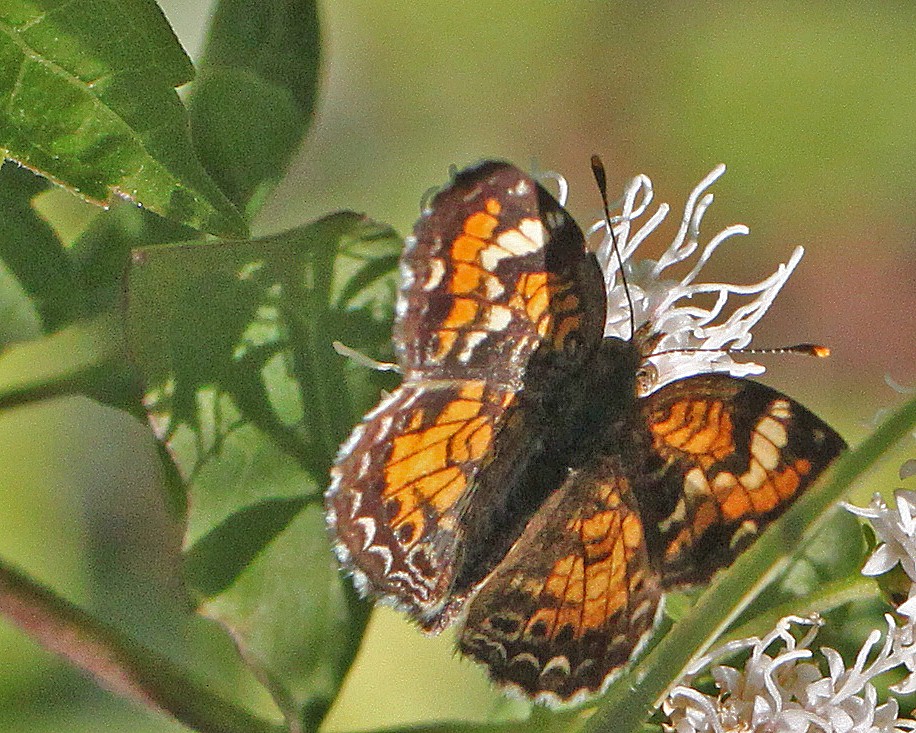 Phyciodes phaon - Phaon Crescent on Ageratina havanensis - White Mistflower