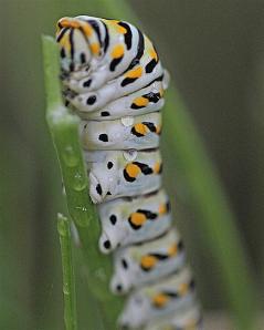 Papilio polyxenes - Black Swallowtail larva Papilio polyxenes - Black Swallowtail larva
