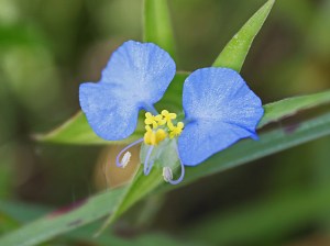 Commelina erecta var angustifolia - Narrow-leaf dayflower