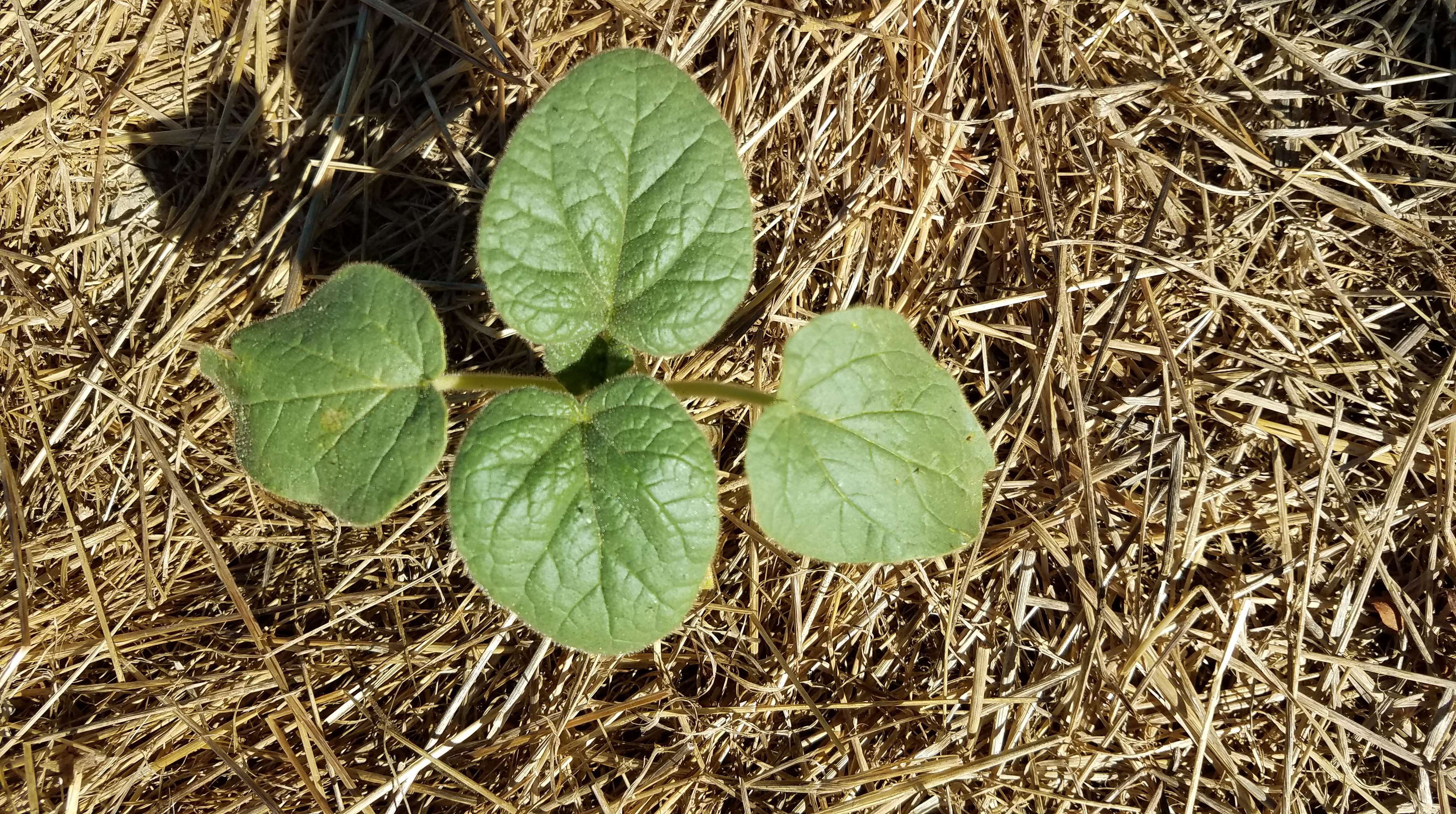 Devil's Claw / Ram's Horn
