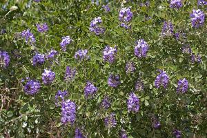 Sophora secundiflora - Texas Mountain Laurel Sophora secundiflora - Texas Mountain Laurel