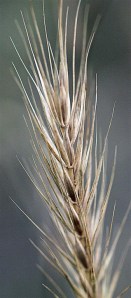 Elymus canadensis - Canadian Wild Rye Elymus canadensis - Canadian Wild Rye