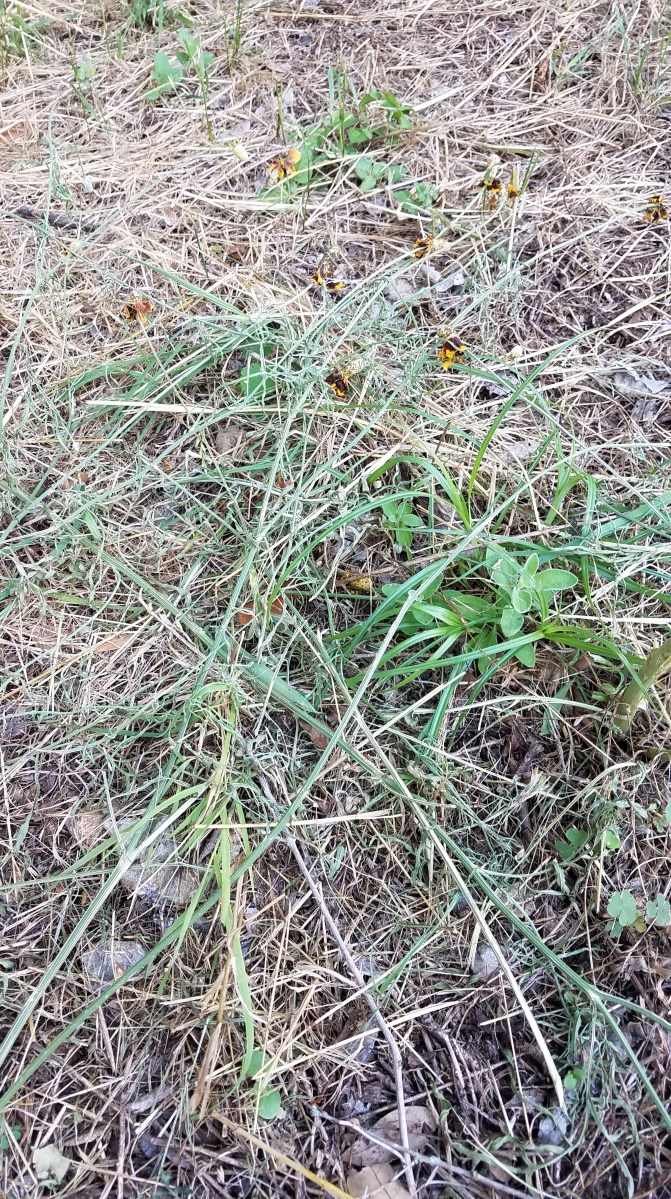 May 27, 2020 - prostrate upright coneflowers (Ratibida columnifera)