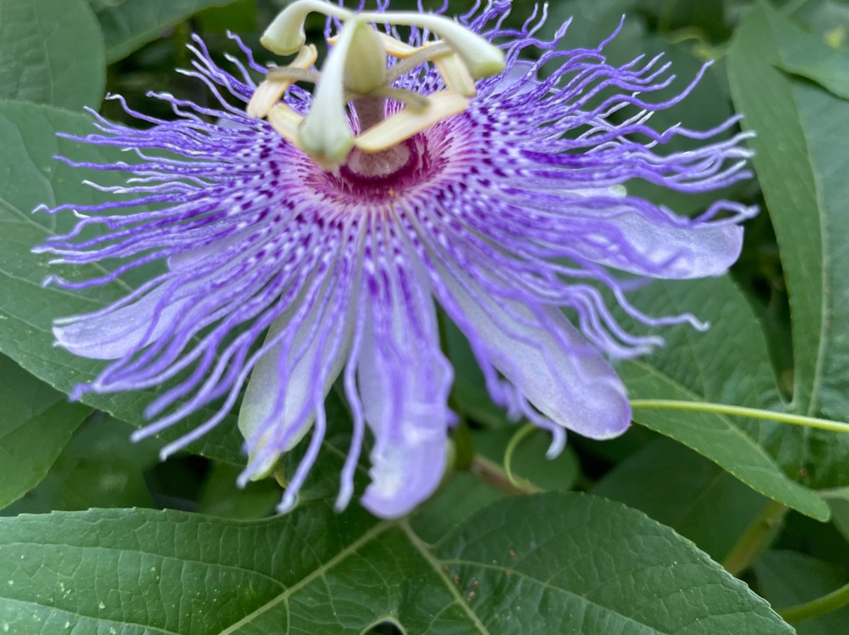 Passiflora icarnata infloresence, tri-lobed leaves, and tendril