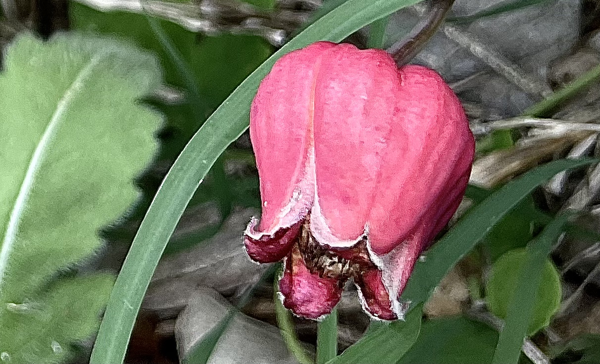 95205D00-11AA-43FF-85AA-744B3377AF42