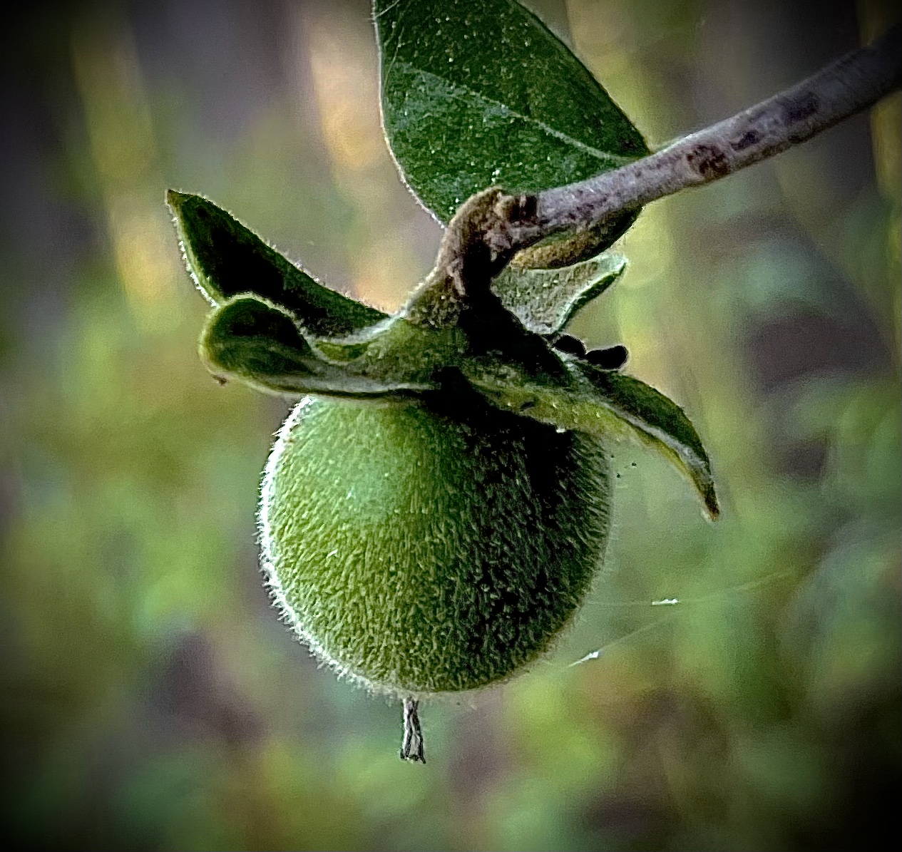 Diospyros texana - Texas Persimmon