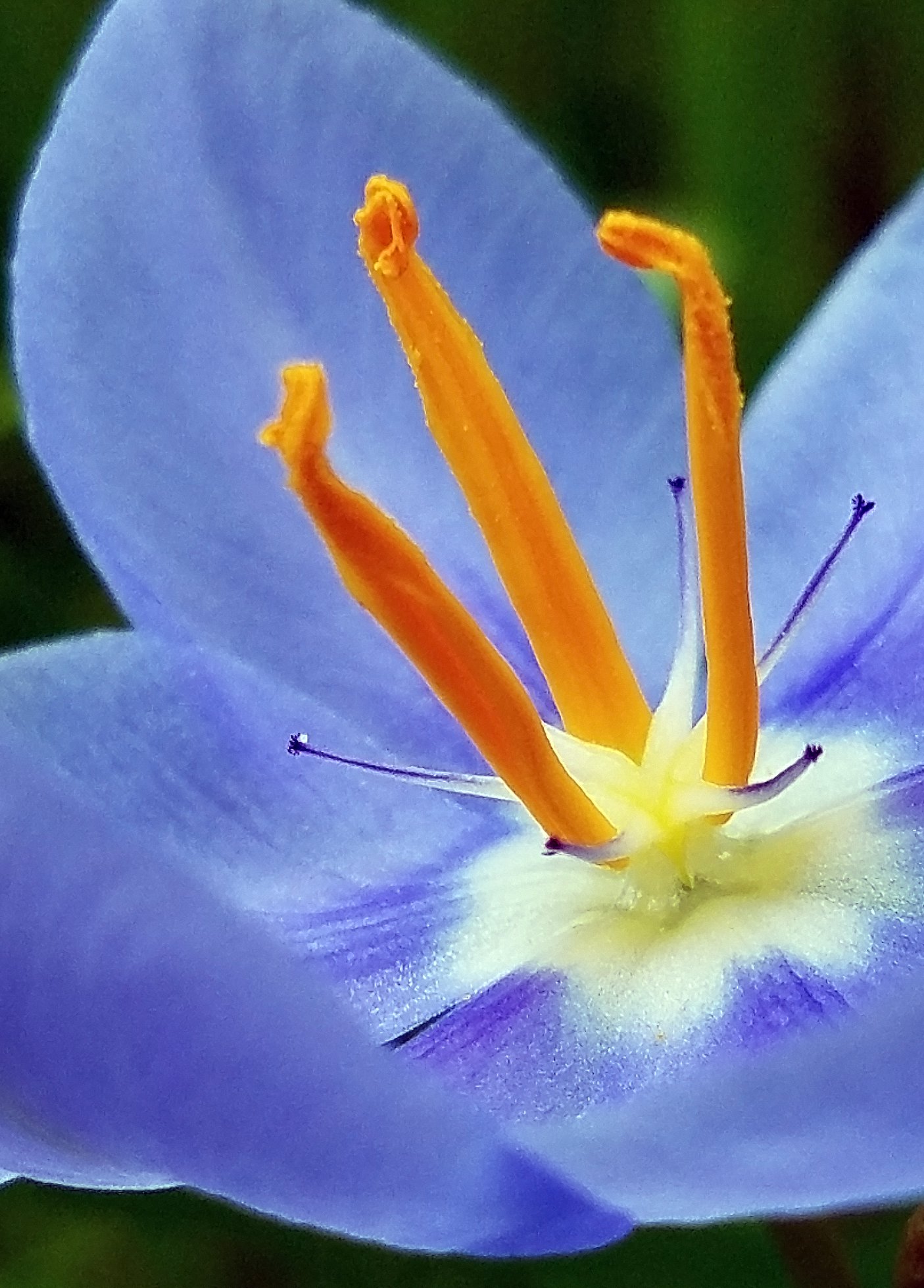Fully open early in the day Nemastylis geminiflora