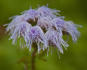 conocllinium greggii - Gregg Mistflower