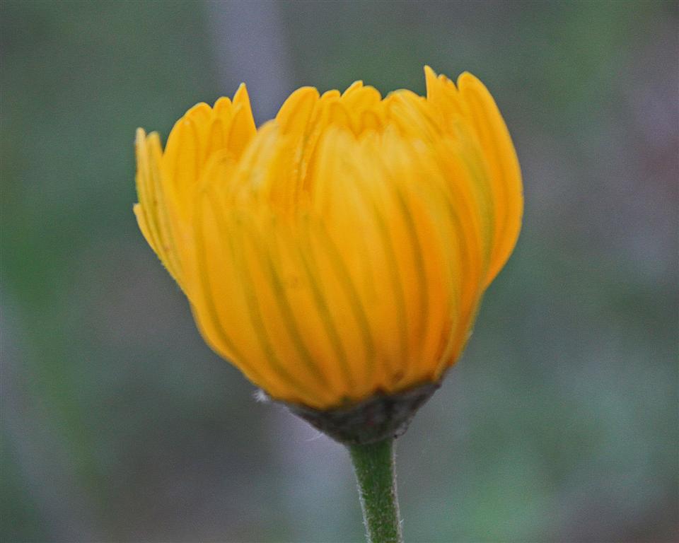 Tetraneuris scaposa - Four Nerve Daisy