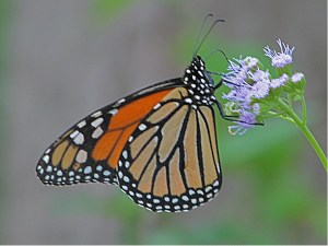 Danaus plexippus - Monarch