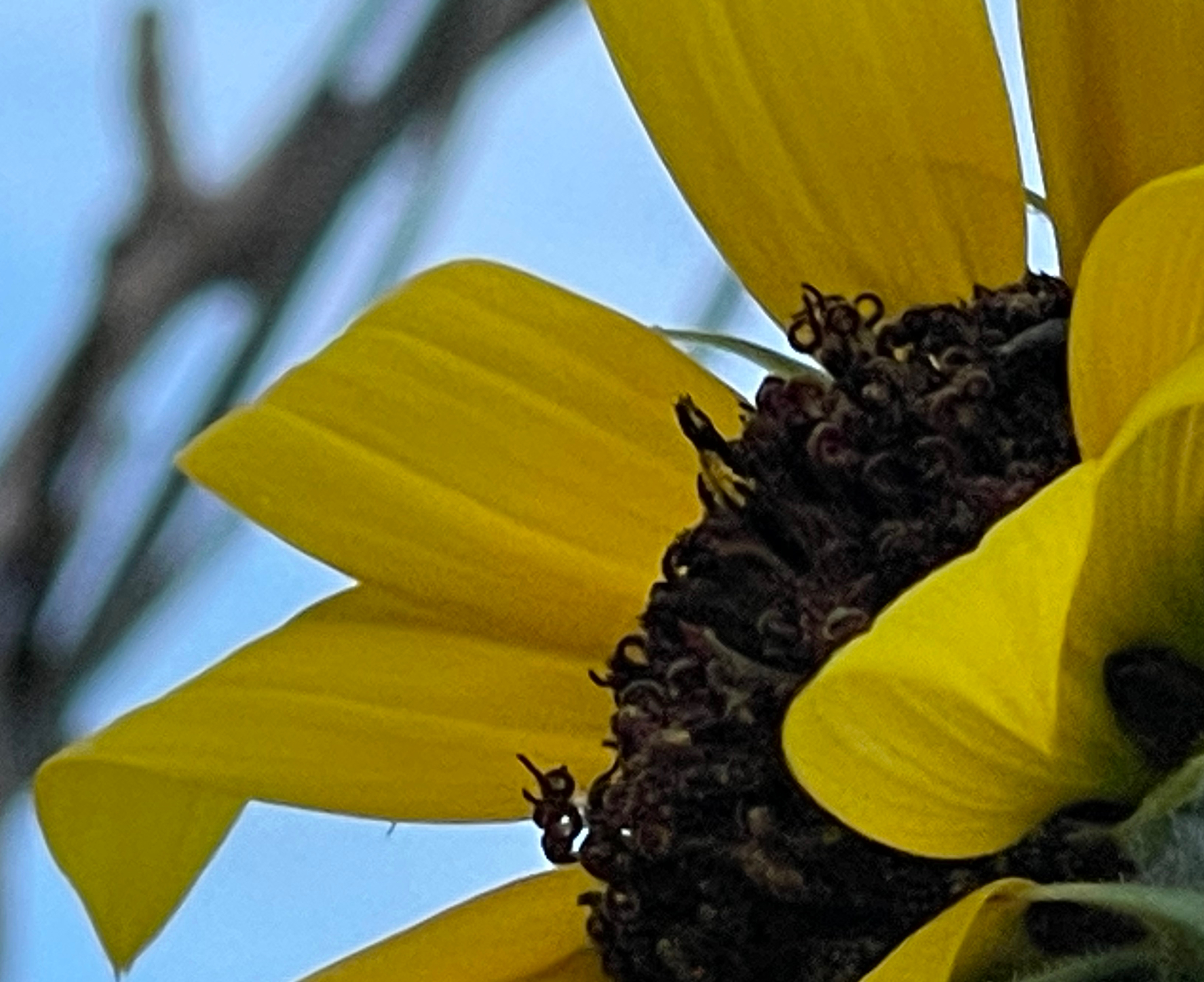 Maximilian Sunflower