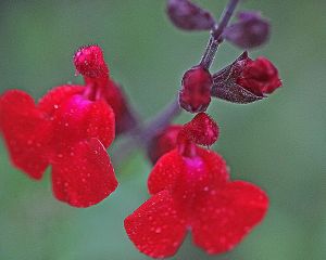 Salvia Greggii - Autumn Sage