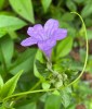 Ruellia nudiflora inflorescence, surrounded by Passiflora leaves and tendril