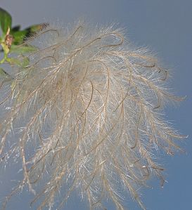 Clematis drummondi  - Old Man's Beard