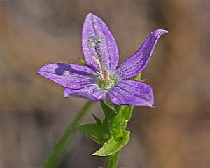 Western Venus' Looking Glass - Triodanis coloradoensis