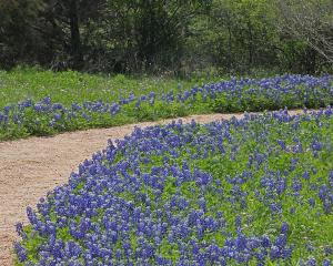 Lupinus texensis - Texas Bluebonnet Lupinus texensis - Texas Bluebonnet