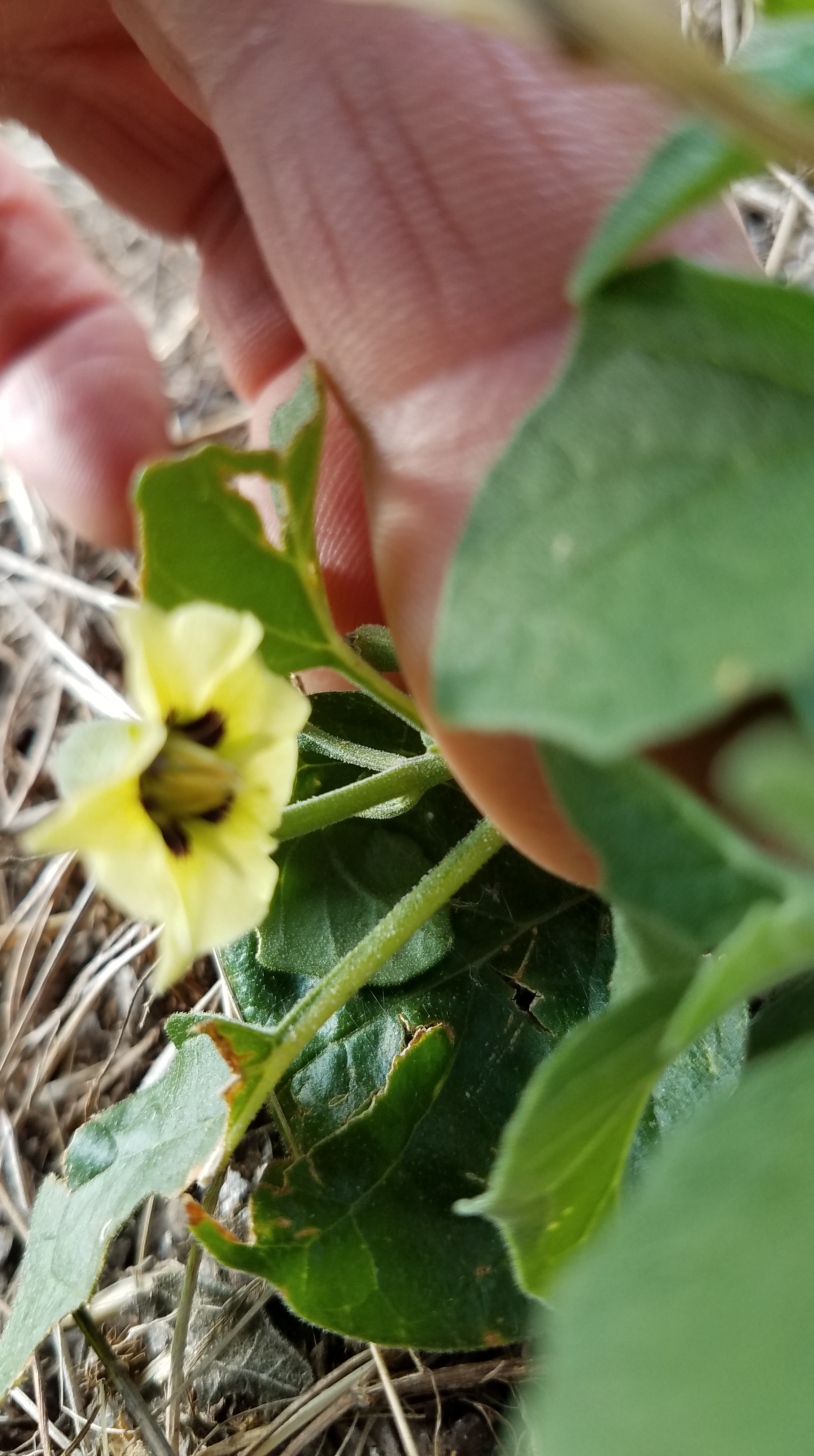Yellow Ground Cherry - one of the Solonaceae