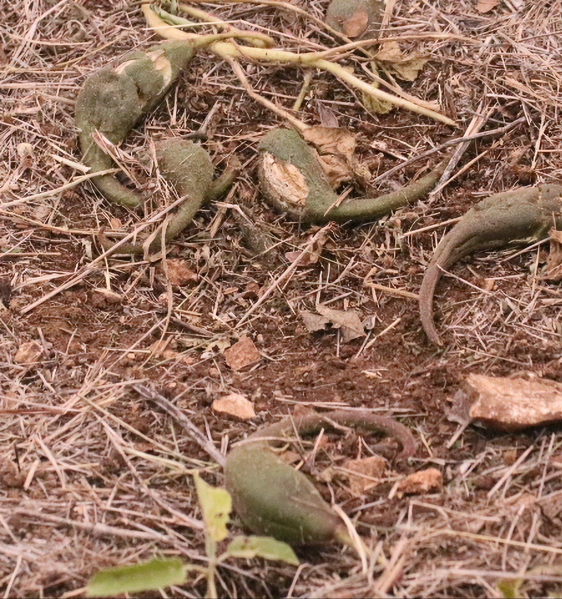 Proboscidea louisianica - Ram's Horn, Devil's Claw