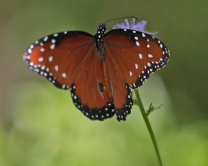Queen Butterfly- Danaus gilippus Queen Butterfly- Danaus gilippus