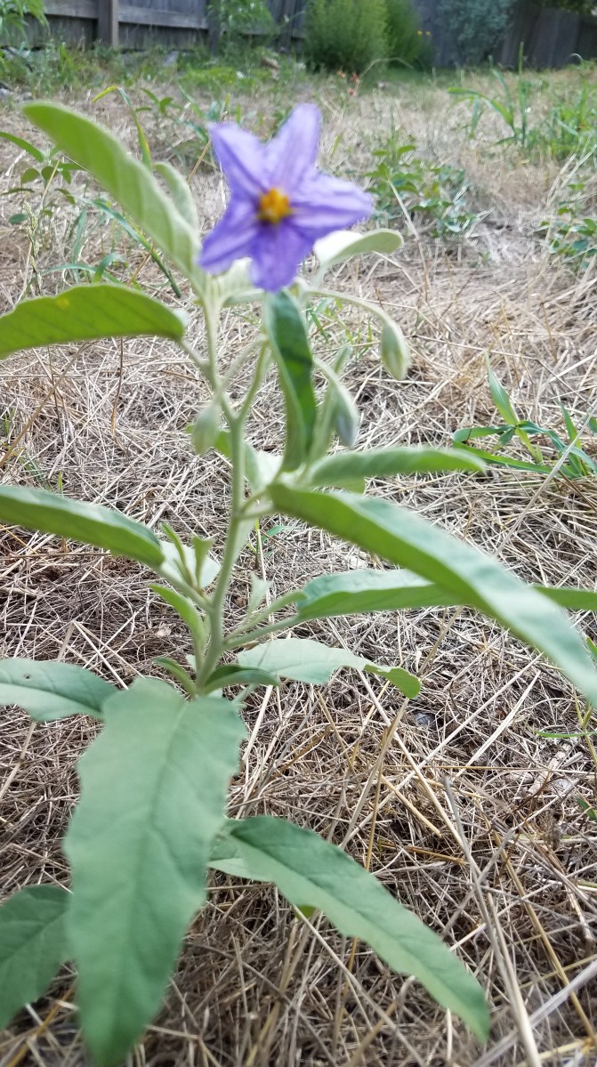 Silverleaf nightshade