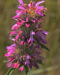 Horsemint - Monarda citriodora