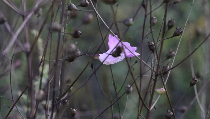 Agalinis strictifolia