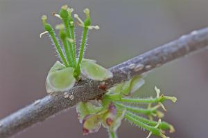 Forestiera pubescens - Elbowbush Forestiera pubescens - Elbowbush