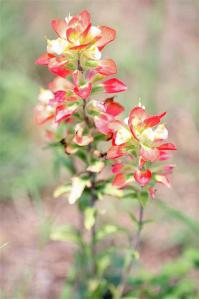 Castilleja sp - Indian Paintbrush Castilleja sp - Indian Paintbrush