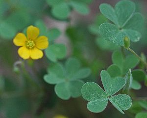 Oxalis dillenii - Slender Yellow Woodsorrel