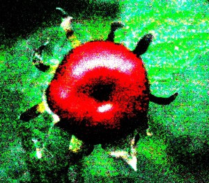 Manzanilla (Malvaviscus arboreus var. drummondii)