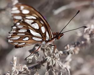 Gulf Fritillary Agraulis vanillae 