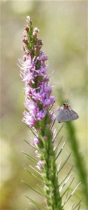 Liatris with hairstreak Liatris with hairstreak