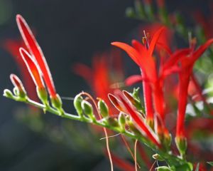 Anisacanthus quadrifidus var wrightii - Hummingbird Bush