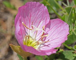 Pink Evening Primrose - Oenothera speciosa