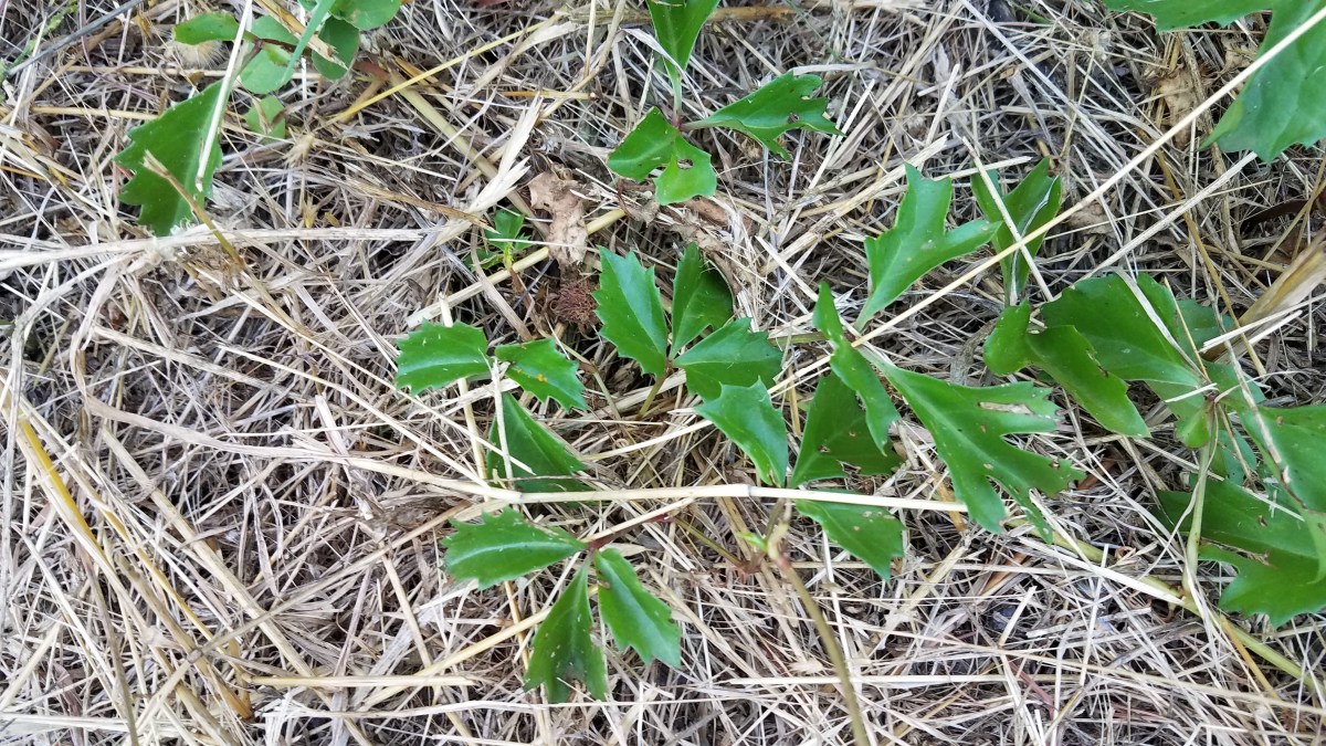 Cow-Itch or Sorrel vine