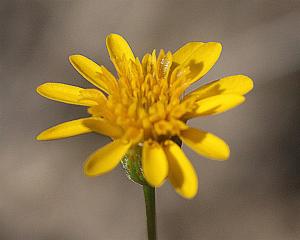 Dyssodia pentachaeta - Parralena Dyssodia pentachaeta - Parralena