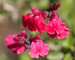 Salvia greggii - Autumn Sage Salvia greggii - Autumn Sage