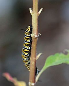 Larva - Danaus plexippus (Monarch)