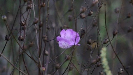 Agalinis strictifolia