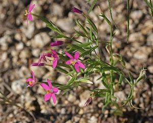 Centaurium texense - Lady Bird's Centaury Centaurium texense - Lady Bird's Centaury