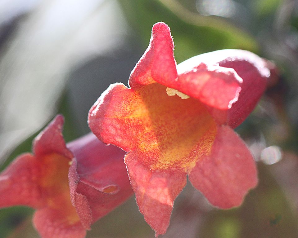 Bignonia capreolata - Crossvine