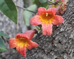 Bignonia Capreolata - Crossvine Bignonia Capreolata - Crossvine