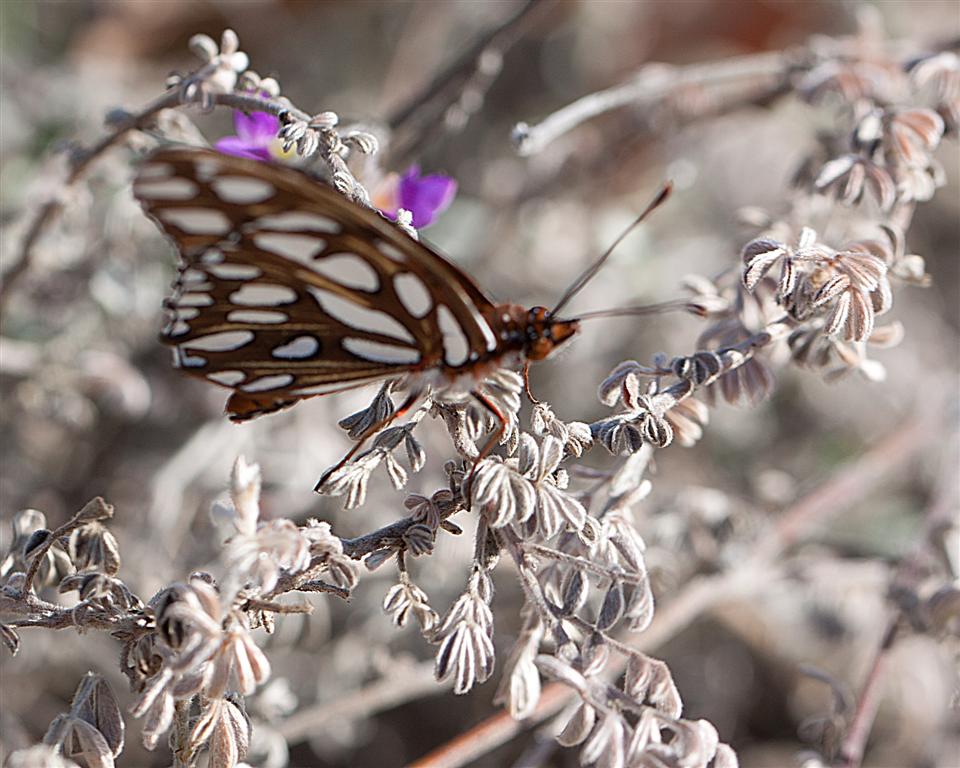 Dalea greggii - Gregg's Dalea