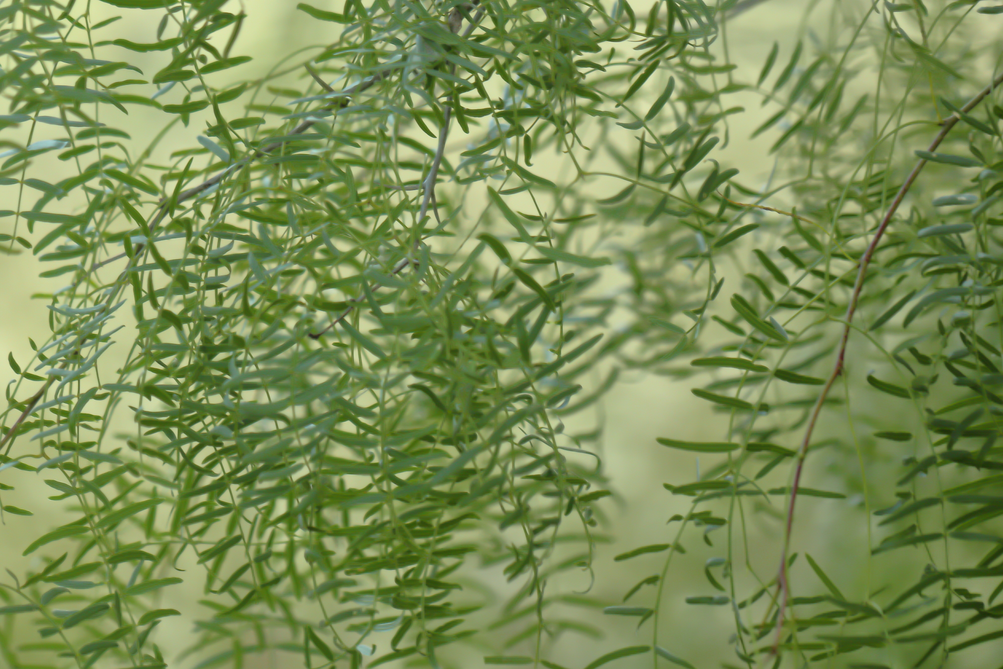 2022-05-29-006695-Prosopis glandulosa