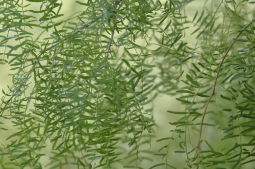 2022-05-29-006695-Prosopis glandulosa