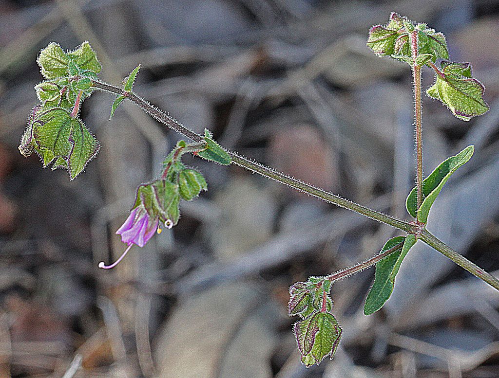 unknown flower at WFC